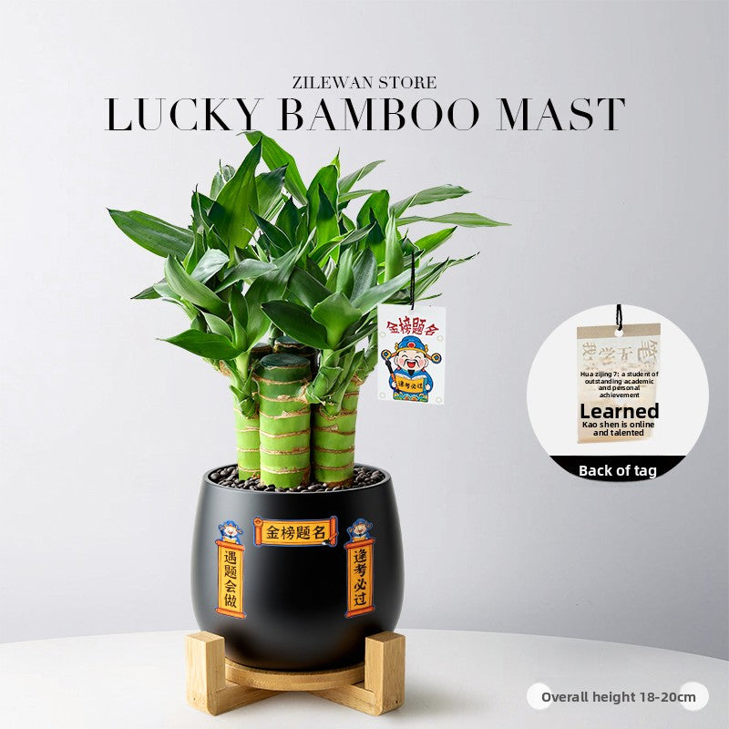 Hydroponic Bamboo Desk Plant with Ceramic Pot