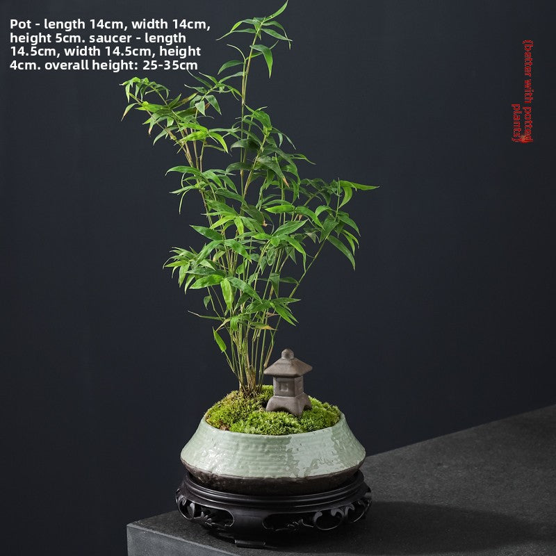 Miniature Potted Ornamental Bamboo Plant