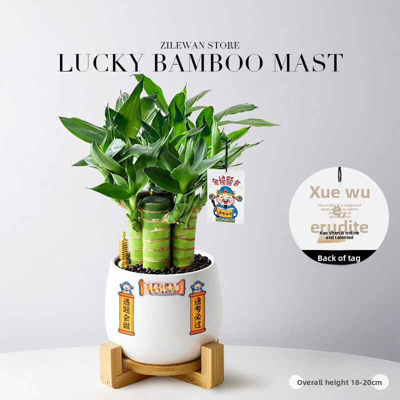 Hydroponic Bamboo Desk Plant with Ceramic Pot