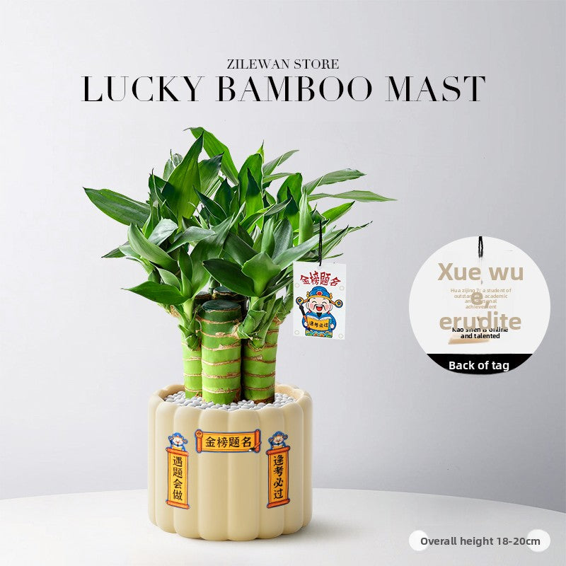 Hydroponic Bamboo Desk Plant with Ceramic Pot