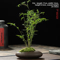Miniature Potted Ornamental Bamboo Plant