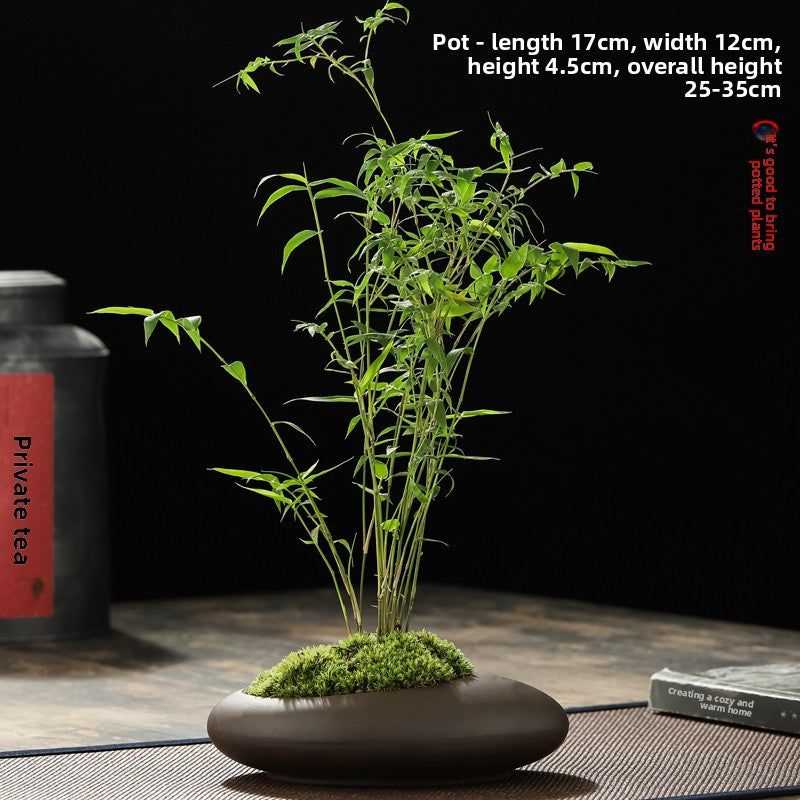 Miniature Potted Ornamental Bamboo Plant
