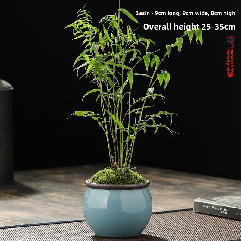 Miniature Potted Ornamental Bamboo Plant