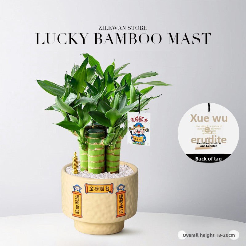 Hydroponic Bamboo Desk Plant with Ceramic Pot