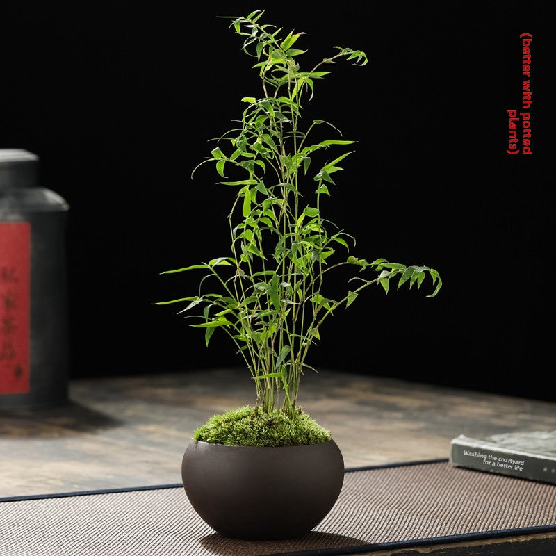 Miniature Potted Ornamental Bamboo Plant