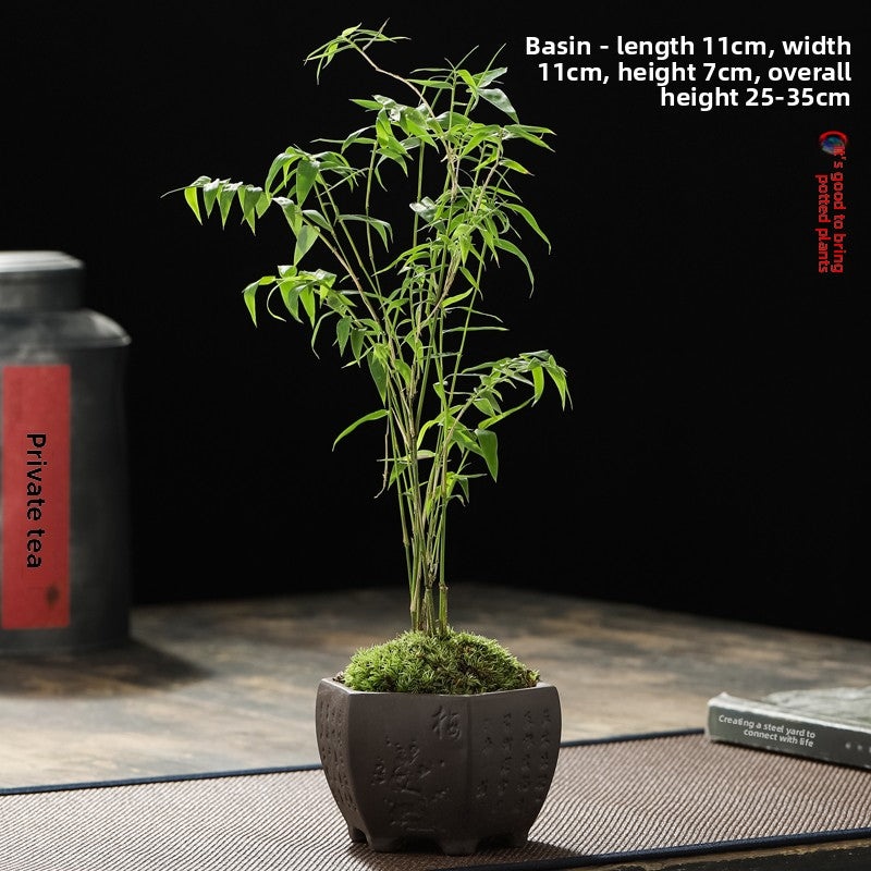 Miniature Potted Ornamental Bamboo Plant
