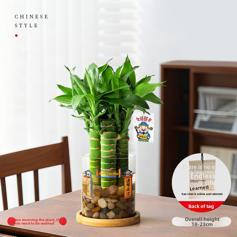 Hydroponic Bamboo Desk Plant with Ceramic Pot