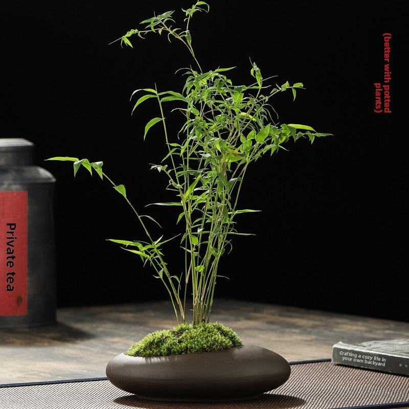 Miniature Potted Ornamental Bamboo Plant