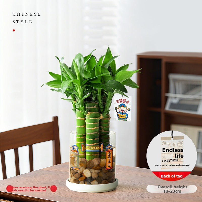 Hydroponic Bamboo Desk Plant with Ceramic Pot