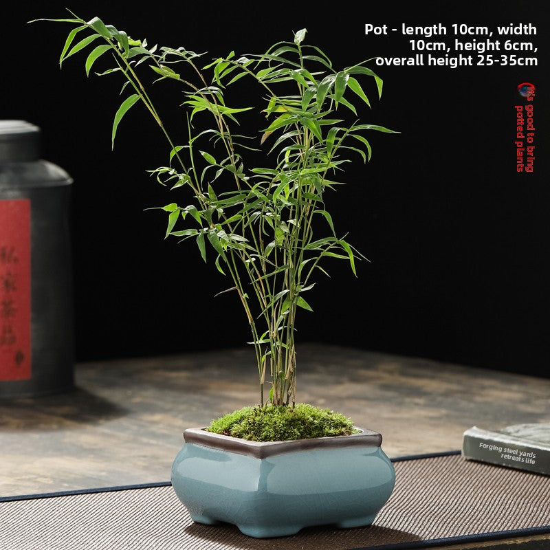 Miniature Potted Ornamental Bamboo Plant