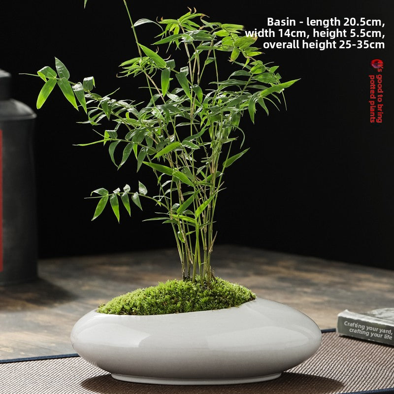 Miniature Potted Ornamental Bamboo Plant