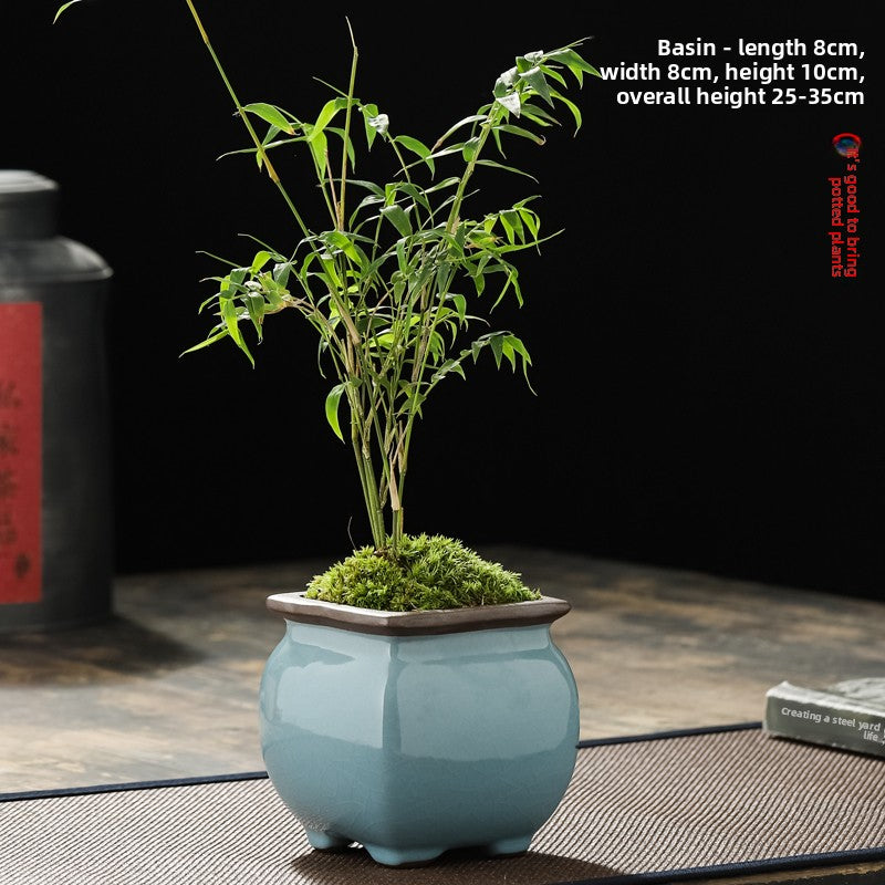 Miniature Potted Ornamental Bamboo Plant
