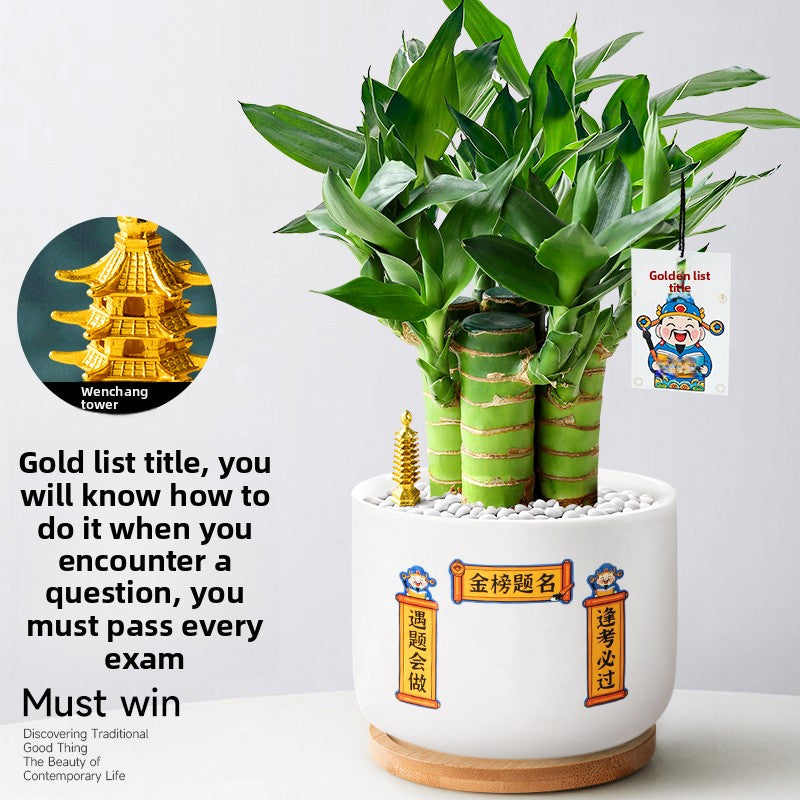 Hydroponic Bamboo Desk Plant with Ceramic Pot