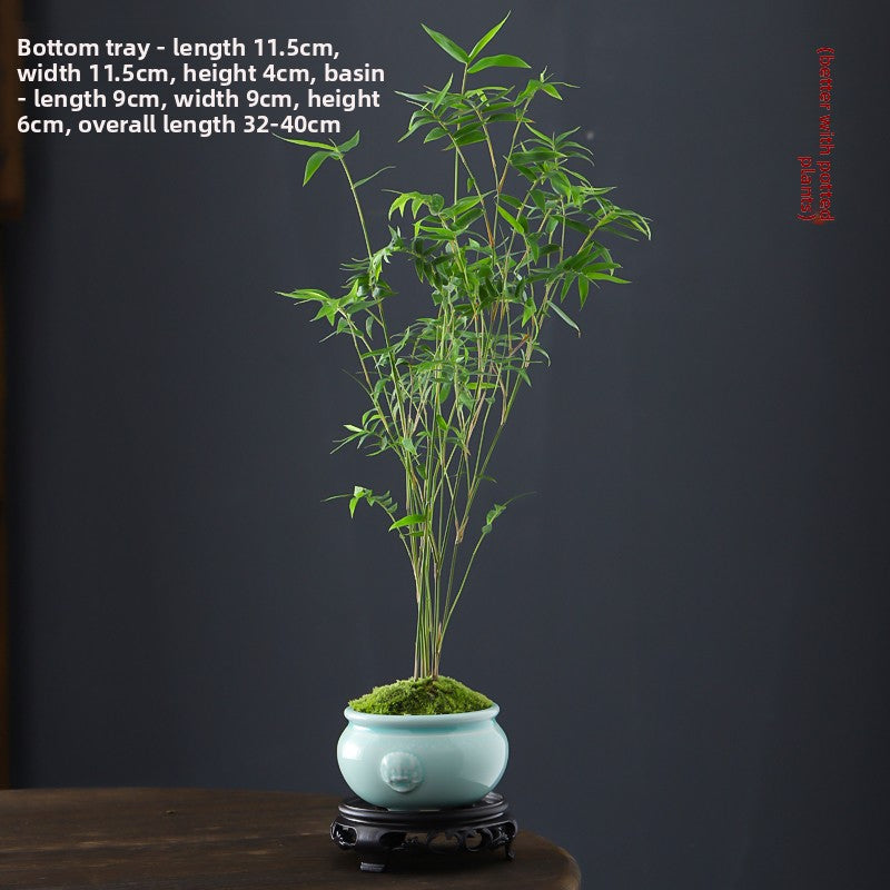 Miniature Potted Ornamental Bamboo Plant