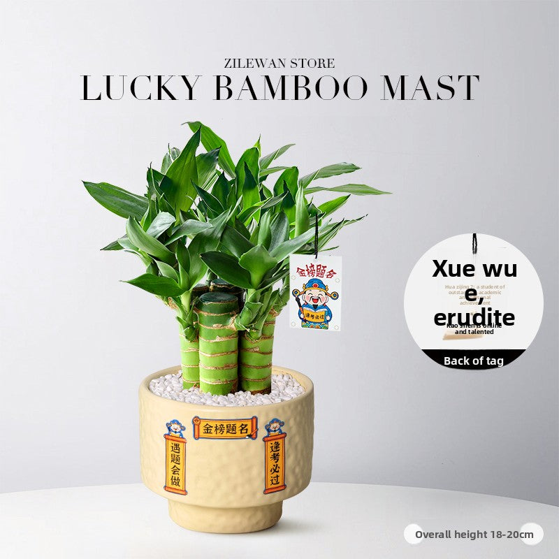 Hydroponic Bamboo Desk Plant with Ceramic Pot