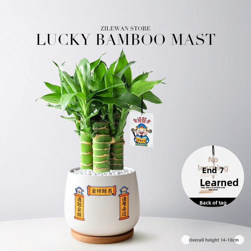 Hydroponic Bamboo Desk Plant with Ceramic Pot