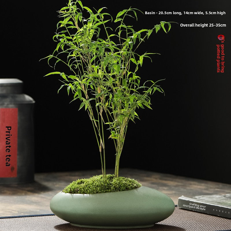 Miniature Potted Ornamental Bamboo Plant