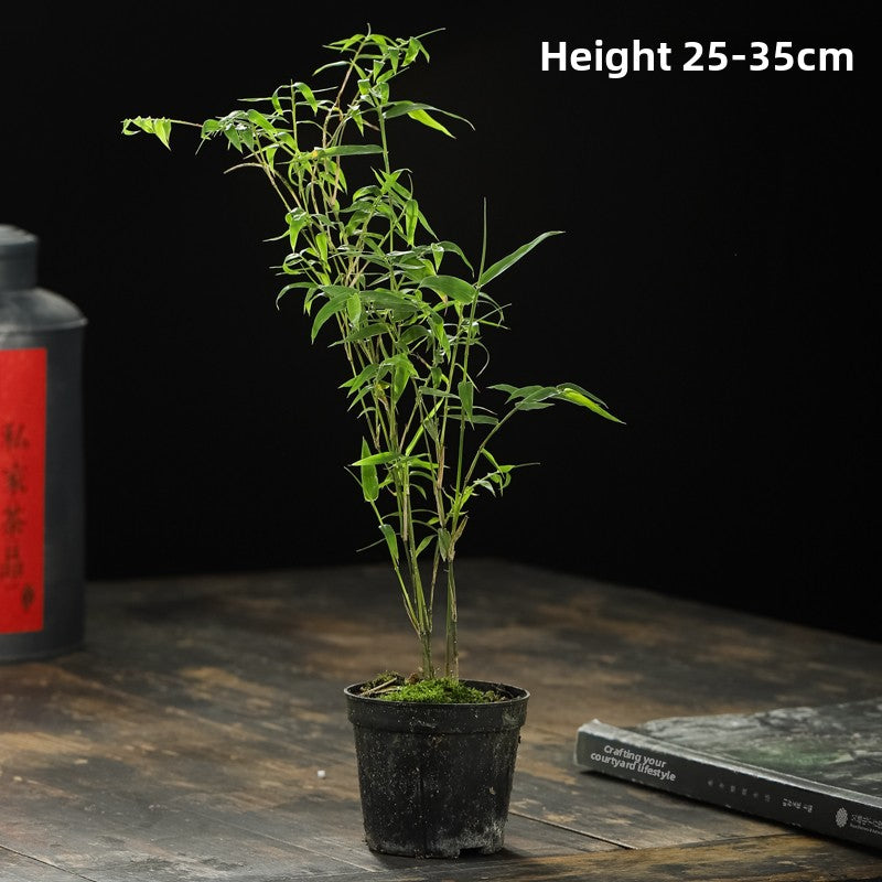 Miniature Potted Ornamental Bamboo Plant