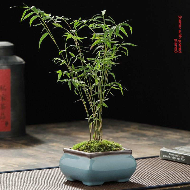 Miniature Potted Ornamental Bamboo Plant