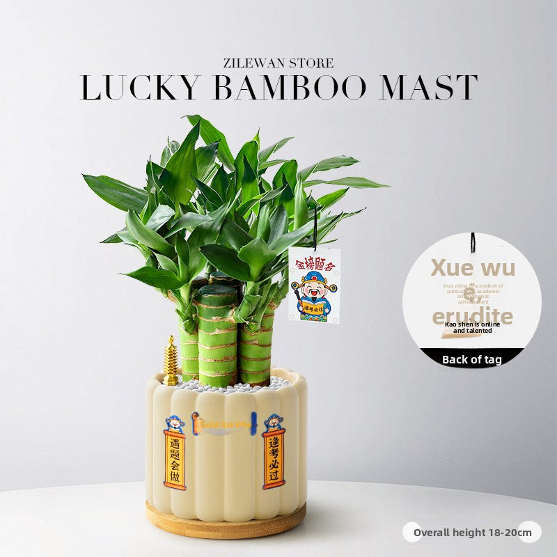 Hydroponic Bamboo Desk Plant with Ceramic Pot