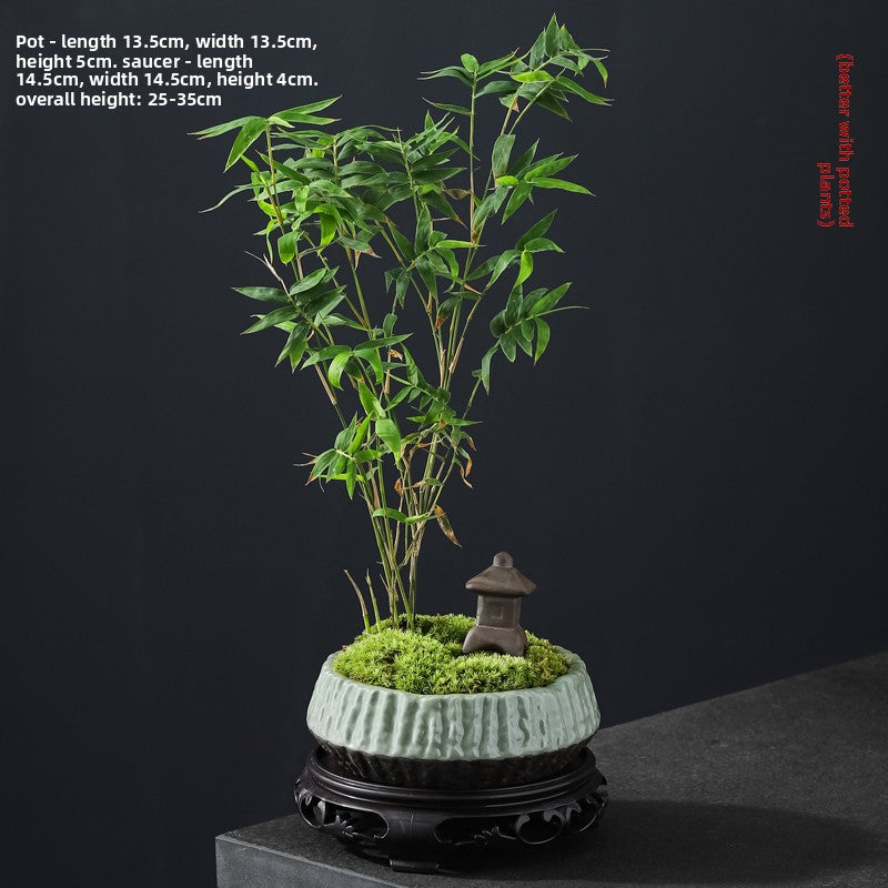 Miniature Potted Ornamental Bamboo Plant