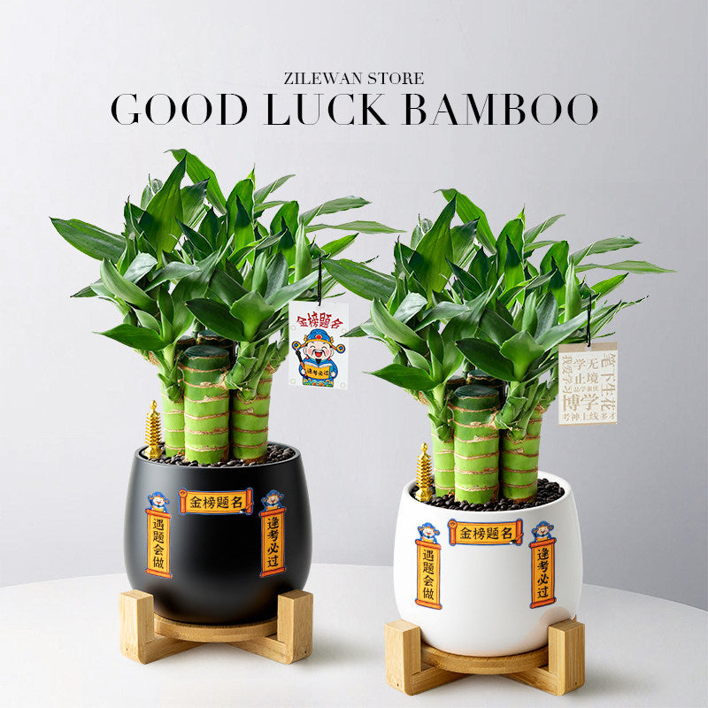 Hydroponic Bamboo Desk Plant with Ceramic Pot