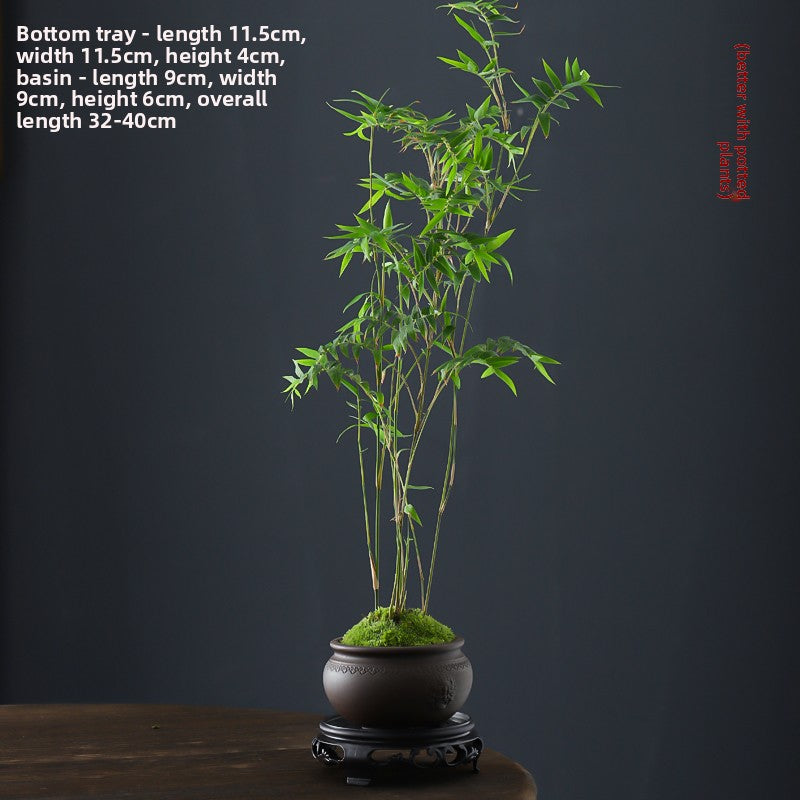 Miniature Potted Ornamental Bamboo Plant