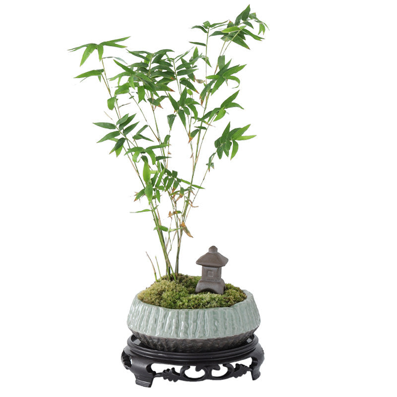 Miniature Potted Ornamental Bamboo Plant