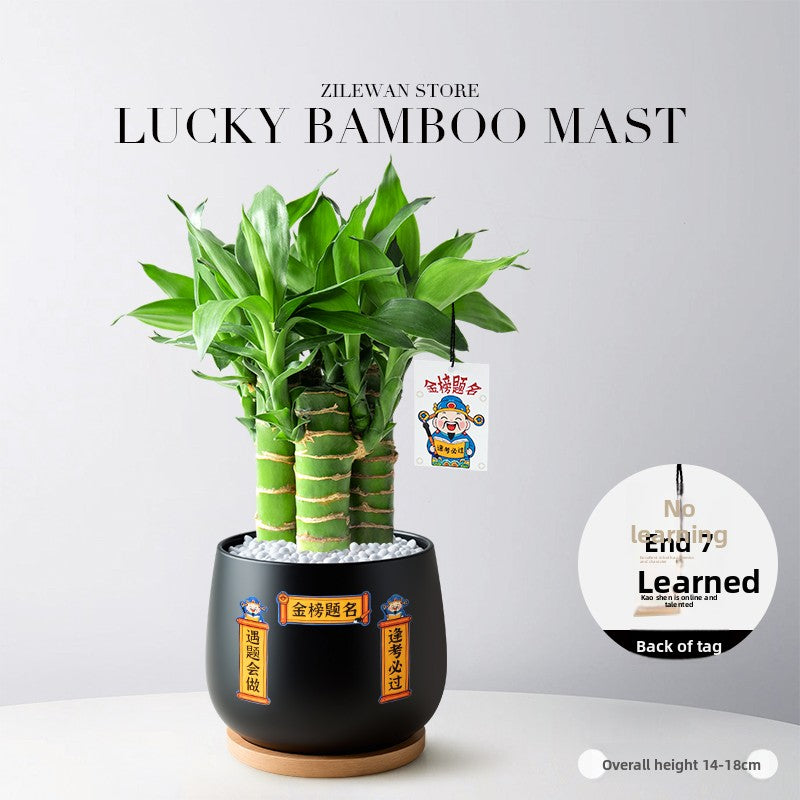 Hydroponic Bamboo Desk Plant with Ceramic Pot