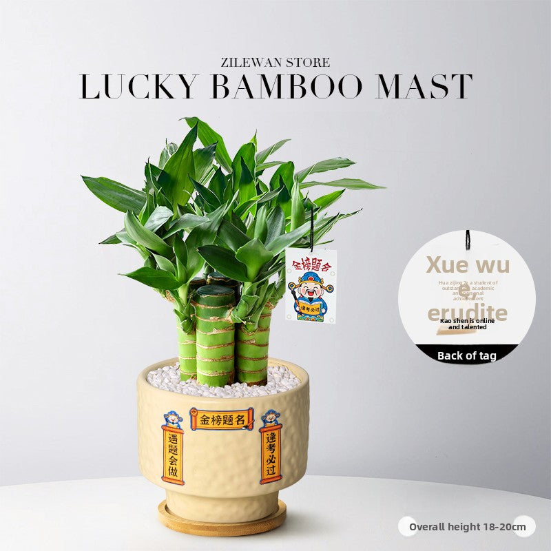 Hydroponic Bamboo Desk Plant with Ceramic Pot