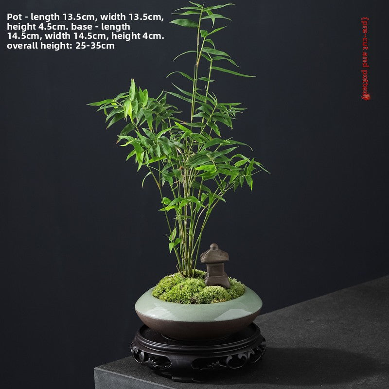 Miniature Potted Ornamental Bamboo Plant