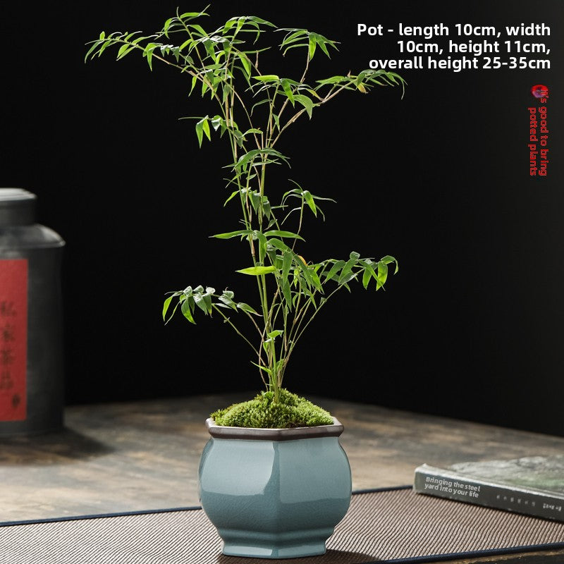 Miniature Potted Ornamental Bamboo Plant