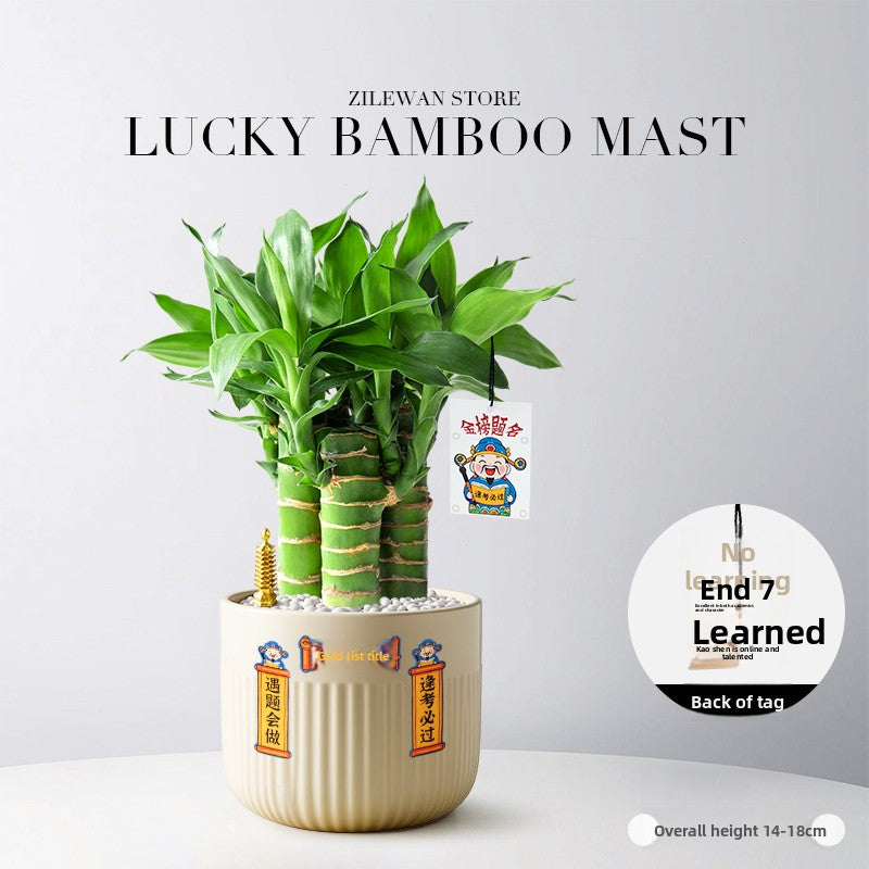Hydroponic Bamboo Desk Plant with Ceramic Pot