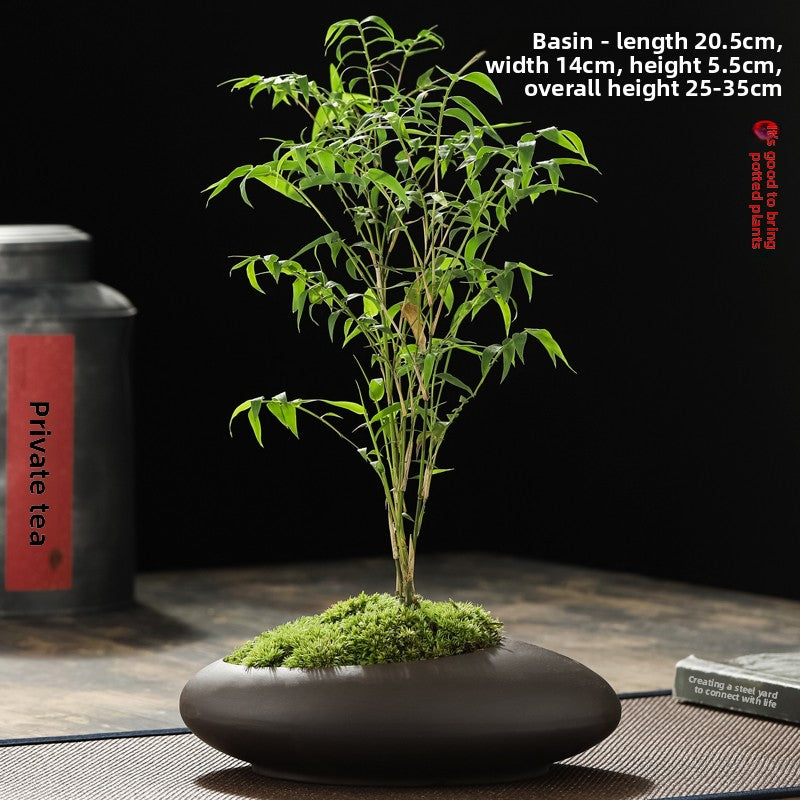 Miniature Potted Ornamental Bamboo Plant