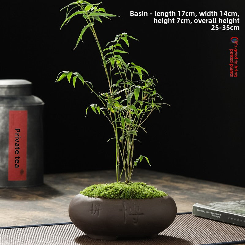 Miniature Potted Ornamental Bamboo Plant