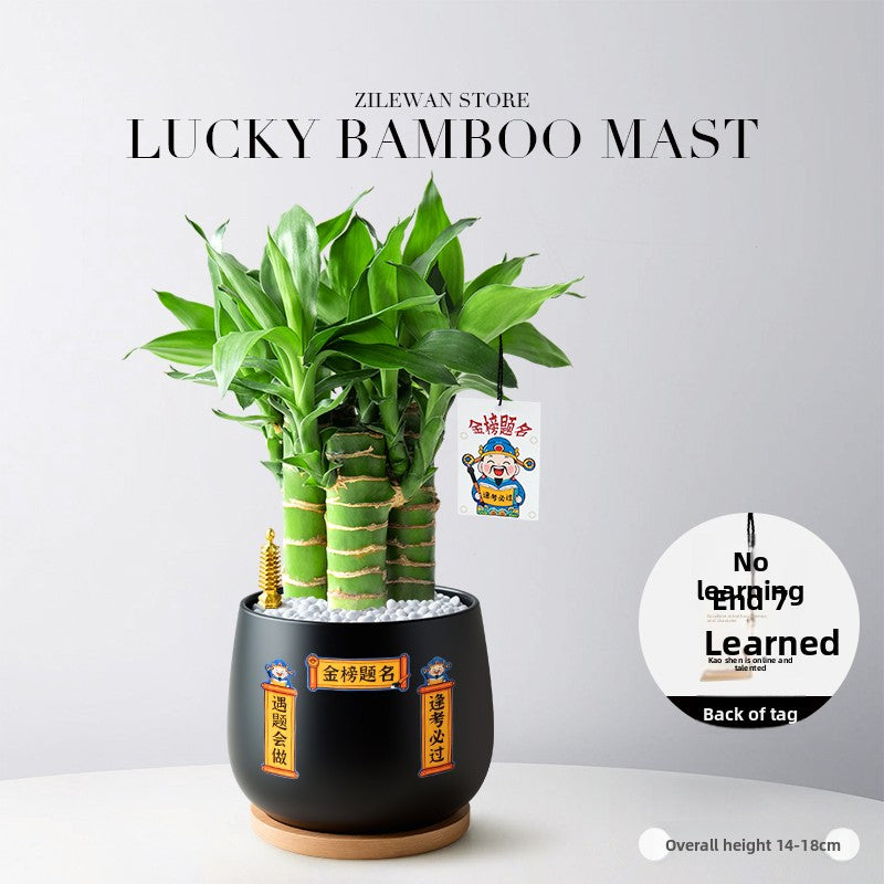 Hydroponic Bamboo Desk Plant with Ceramic Pot