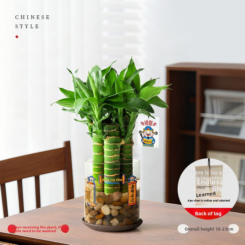 Hydroponic Bamboo Desk Plant with Ceramic Pot