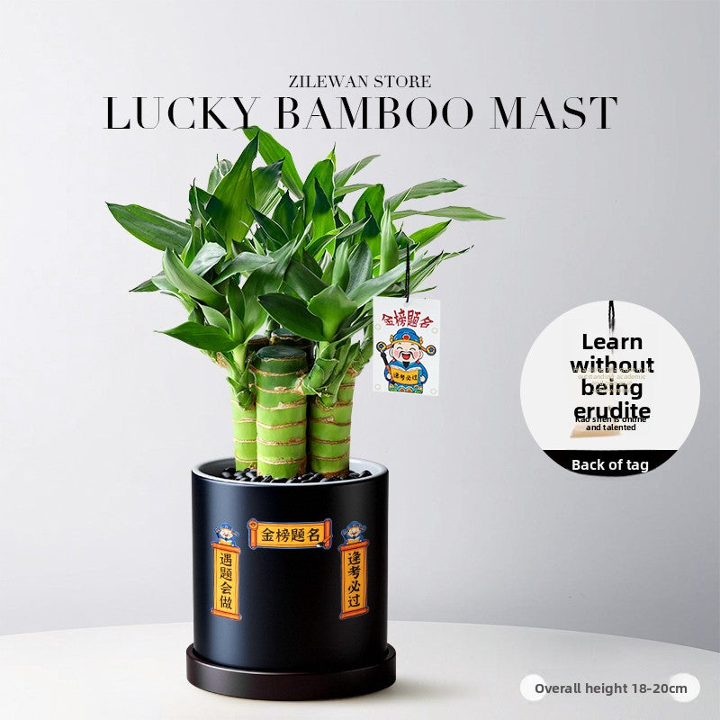Hydroponic Bamboo Desk Plant with Ceramic Pot