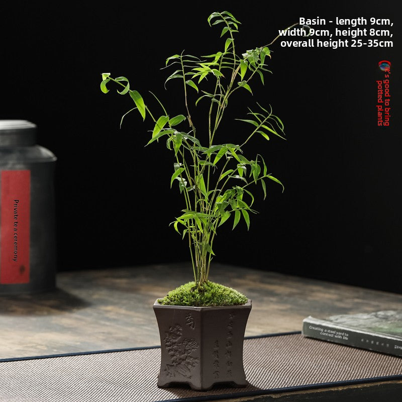 Miniature Potted Ornamental Bamboo Plant